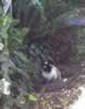 Fgarden
